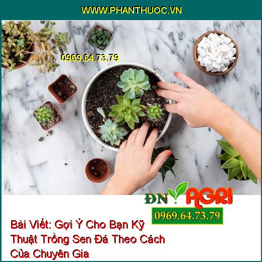 Gợi Ý Cho Bạn Kỹ Thuật Trồng Sen Đá Theo Cách Của Chuyên Gia