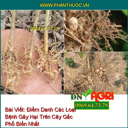 Điểm Danh Các Loại Bệnh Gây Hại Trên Cây Gấc Phổ Biến Nhất