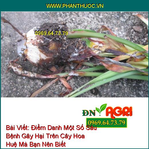 Điểm Danh Một Số Sâu Bệnh Gây Hại Trên Cây Hoa Huệ Mà Bạn Nên Biết