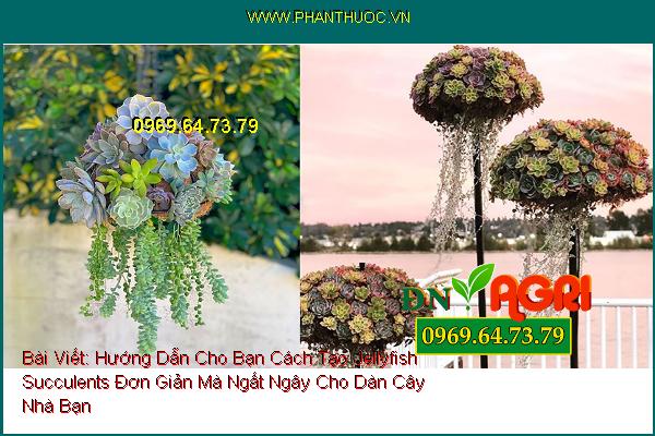 Hướng Dẫn Cho Bạn Cách Tạo Jellyfish Succulents Đơn Giản Mà Ngất Ngây Cho Dàn Cây Nhà Bạn