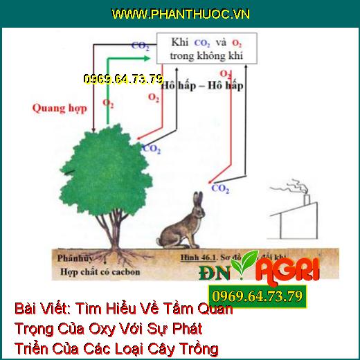 Tìm Hiểu Về Tầm Quan Trọng Của Oxy Với Sự Phát Triển Của Các Loại Cây Trồng