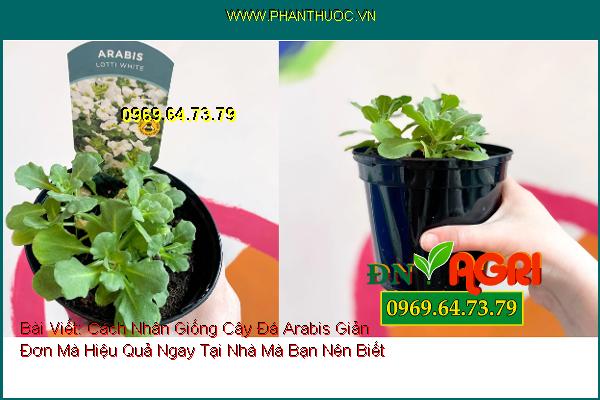 Cách Nhân Giống Cây Đá Arabis Giản Đơn Mà Hiệu Quả Ngay Tại Nhà Mà Bạn Nên Biết