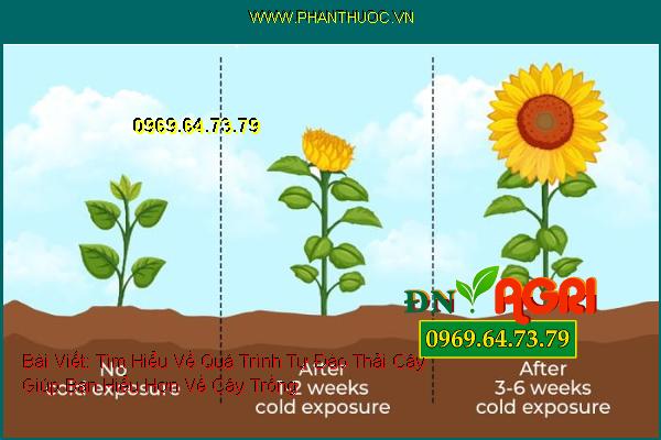 Tìm Hiểu Về Quá Trình Tự Đào Thải Cây Giúp Bạn Hiểu Hơn Về Cây Trồng Trong Vườn Nhà