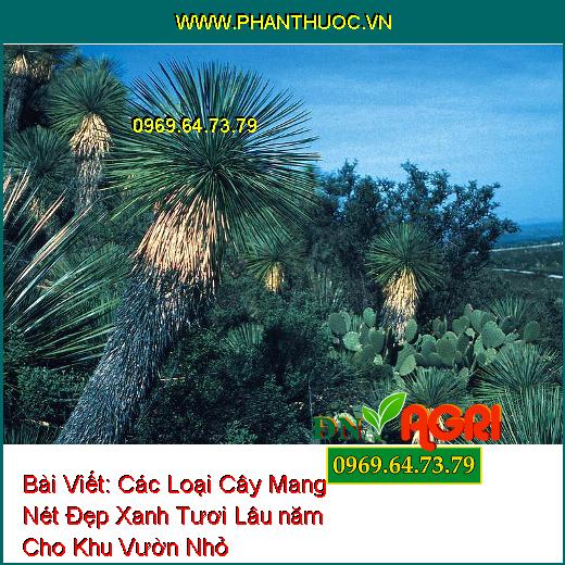 Các Loại Cây Mang Nét Đẹp Xanh Tươi Lâu năm Cho Khu Vườn Nhỏ