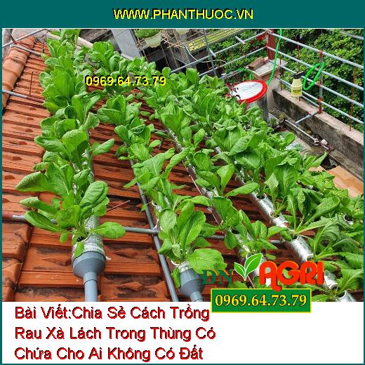 Chia Sẻ Cách Trồng Rau Xà Lách Trong Thùng Có Chứa Cho Ai Không Có Đất Trồng