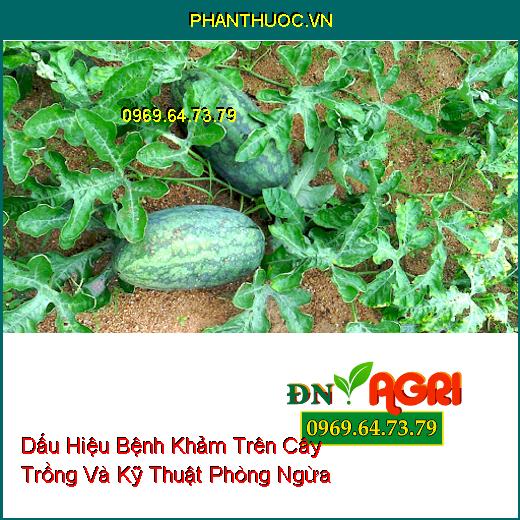 Dấu Hiệu Bệnh Khảm Trên Cây Trồng Và Kỹ Thuật Phòng Ngừa