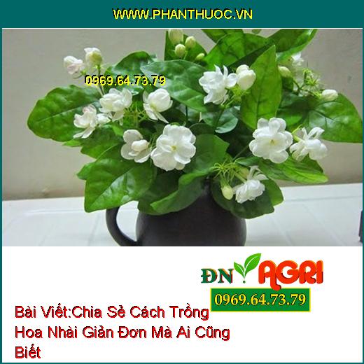 Chia Sẻ Cách Trồng Hoa Nhài Giản Đơn Mà Ai Cũng Biết