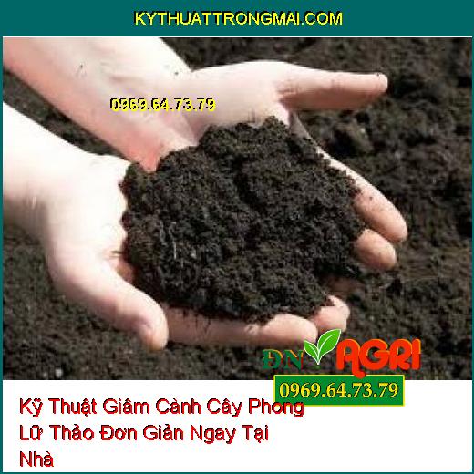 Kỹ Thuật Giâm Cành Cây Phong Lữ Thảo Đơn Giản Ngay Tại Nhà