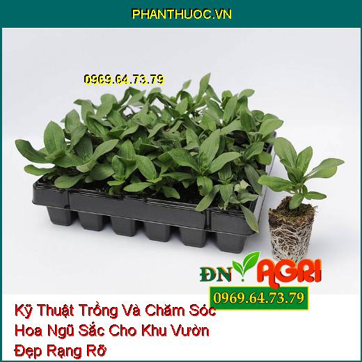 Kỹ Thuật Trồng Và Chăm Sóc Hoa Ngũ Sắc Cho Khu Vườn Đẹp Rạng Rỡ