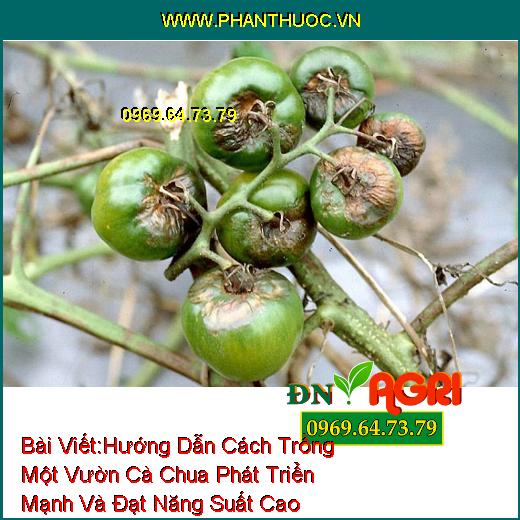 Hướng Dẫn Cách Trồng Một Vườn Cà Chua Phát Triển Mạnh Và Đạt Năng Suất Cao