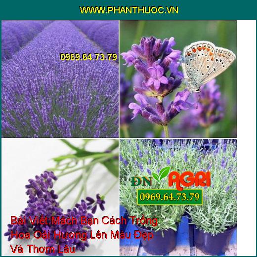 Mách Bạn Cách Trồng Hoa Oải Hương (Lavender) Lên Màu Đẹp Và Thơm Lâu