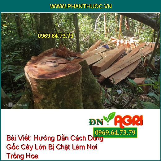 Hướng Dẫn Cách Dùng Gốc Cây Lớn Bị Chặt Làm Nơi Trồng Hoa Hiệu Quả Trong Khu Vườn Nhà