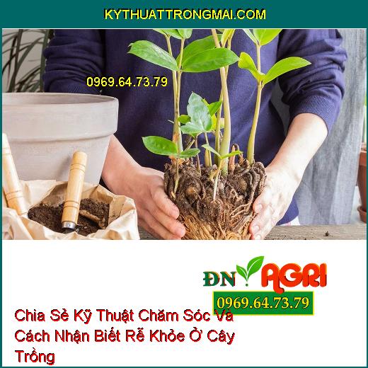 Chia Sẻ Kỹ Thuật Chăm Sóc Và Cách Nhận Biết Rễ Khỏe Ở Cây Trồng Giúp Mang Tới Hiệu Quả Cao