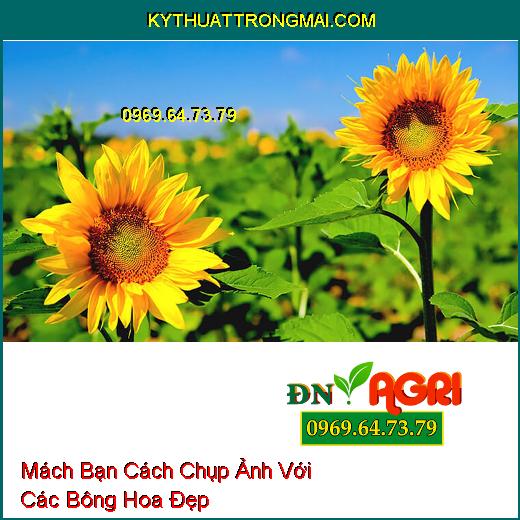 Mách Bạn Cách Chụp Ảnh Với Các Bông Hoa Đẹp Từ Trong Vườn Đến Trên Mạng