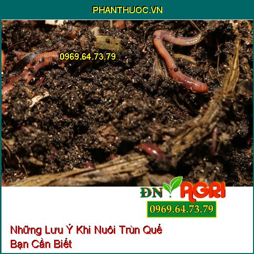 Những Lưu Ý Khi Nuôi Trùn Quế Bạn Cần Biết