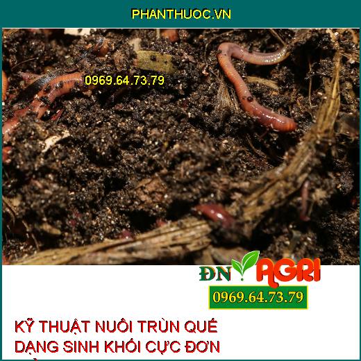 KỸ THUẬT NUÔI TRÙN QUẾ DẠNG SINH KHỐI CỰC ĐƠN GIẢN