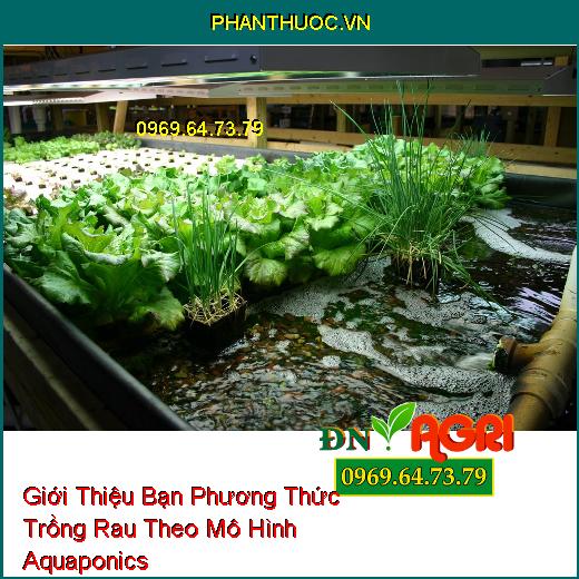 Giới Thiệu Bạn Phương Thức Trồng Rau Theo Mô Hình Aquaponics