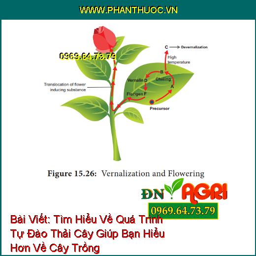 Tìm Hiểu Về Quá Trình Tự Đào Thải Cây Giúp Bạn Hiểu Hơn Về Cây Trồng Trong Vườn Nhà