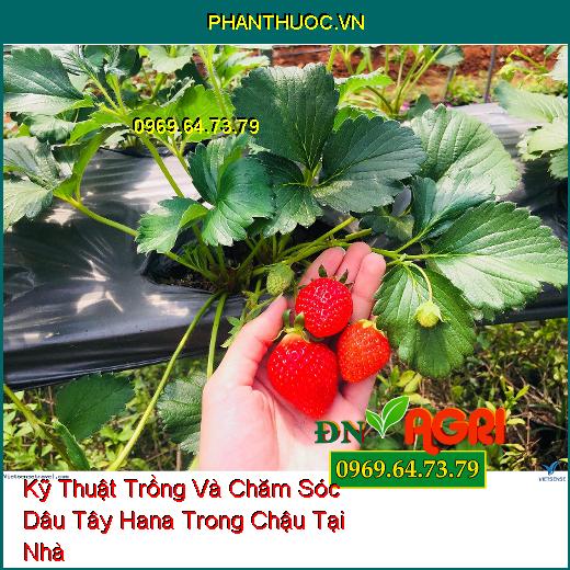 Kỹ Thuật Trồng Và Chăm Sóc Dâu Tây Hana Trong Chậu Tại Nhà