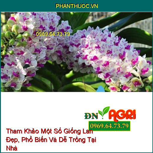 Tham Khảo Một Số Giống Lan Đẹp, Phổ Biến Và Dễ Trồng Tại Nhà 