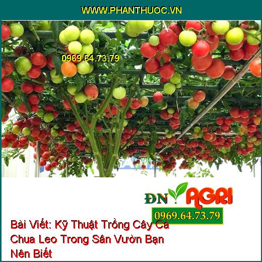 Kỹ Thuật Trồng Cây Cà Chua Leo Trong Sân Vườn Bạn Nên Biết