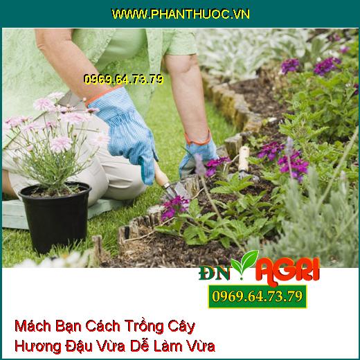 Mách Bạn Cách Trồng Cây Hương Đậu Vừa Dễ Làm Vừa Đẹp