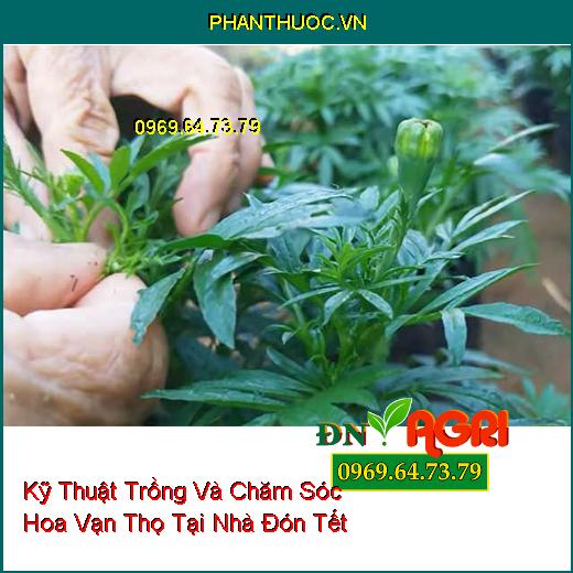 Kỹ Thuật Trồng Và Chăm Sóc Hoa Vạn Thọ Tại Nhà Đón Tết