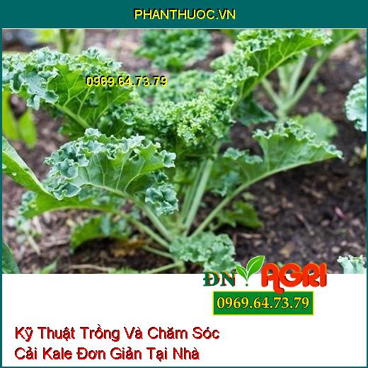 Kỹ Thuật Trồng Và Chăm Sóc Cải Kale Đơn Giản Tại Nhà