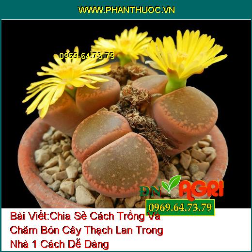 Chia Sẻ Cách Trồng Và Chăm Bón Cây Thạch Lan Trong Nhà 1 Cách Dễ Dàng