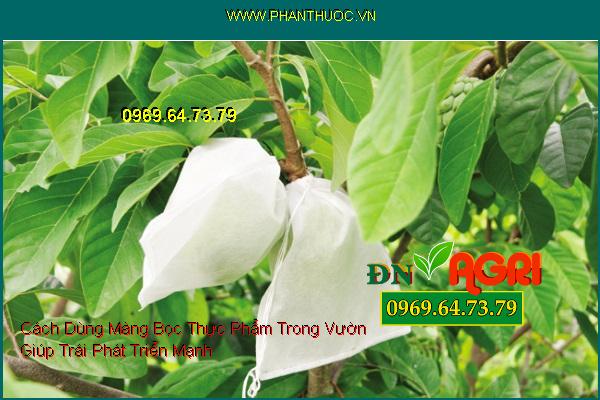 Cách Dùng Màng Bọc Thực Phẩm Trong Vườn Giúp Trái Phát Triển Mạnh 