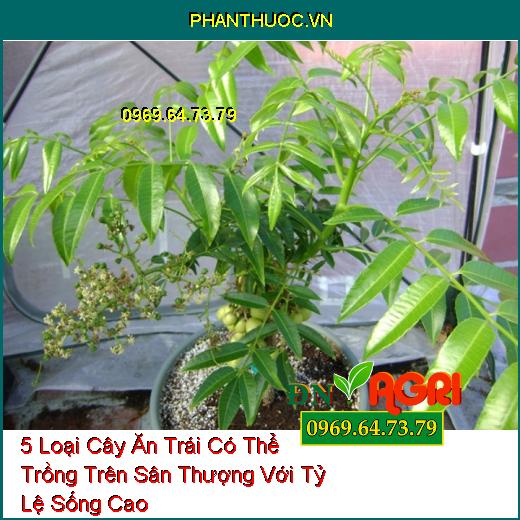 5 Loại Cây Ăn Trái Có Thể Trồng Trên Sân Thượng Với Tỷ Lệ Sống Cao