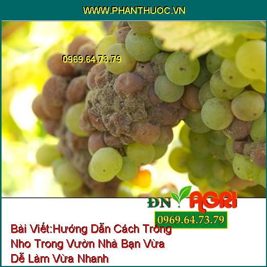 Hướng Dẫn Cách Trồng Nho Trong Vườn Nhà Bạn Vừa Dễ Làm Vừa Nhanh