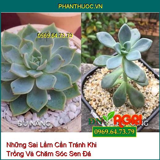 Những Sai Lầm Cần Tránh Khi Trồng Và Chăm Sóc Sen Đá