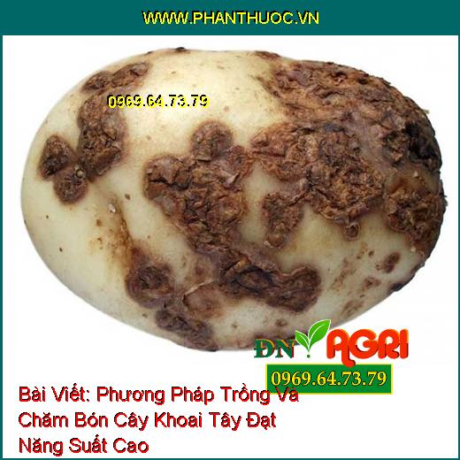 Phương Pháp Trồng Và Chăm Bón Cây Khoai Tây Đạt Năng Suất Cao