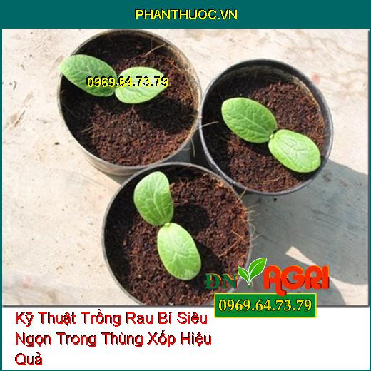 Kỹ Thuật Trồng Rau Bí Siêu Ngọn Trong Thùng Xốp Hiệu Quả