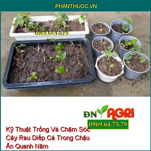 Kỹ Thuật Trồng Và Chăm Sóc Cây Rau Diếp Cá Trong Chậu Ăn Quanh Năm