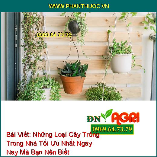 Những Loại Cây Trồng Trong Nhà Tối Ưu Nhất Ngày Nay Mà Bạn Nên Biết