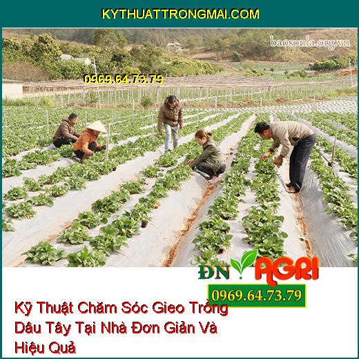 Kỹ Thuật Chăm Sóc Gieo Trồng Dâu Tây Tại Nhà Đơn Giản Và Hiệu Quả