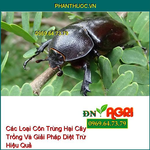 Các Loại Côn Trùng Hại Cây Trồng Và Giải Pháp Diệt Trừ Hiệu Quả 