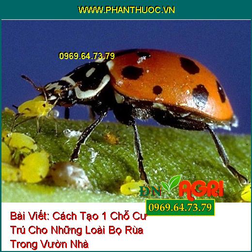 Cách Tạo 1 Chỗ Cư Trú Cho Những Loài Bọ Rùa Trong Vườn Nhà