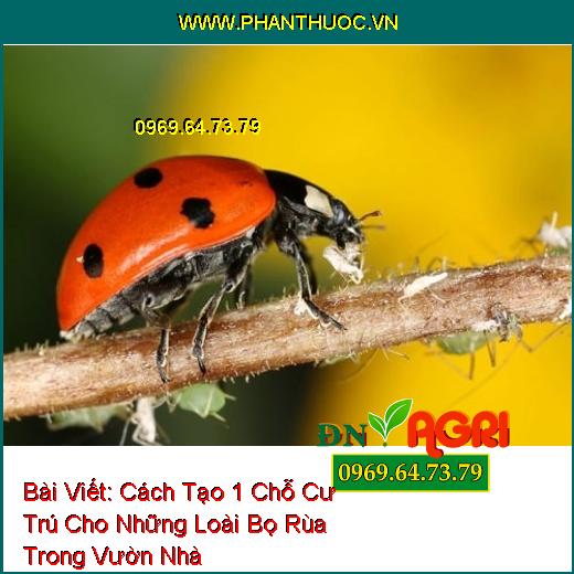 Cách Tạo 1 Chỗ Cư Trú Cho Những Loài Bọ Rùa Trong Vườn Nhà