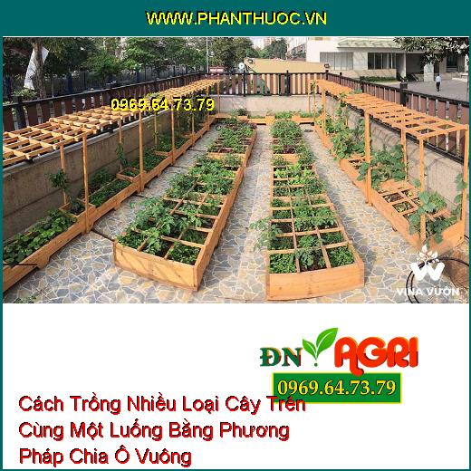 Cách Trồng Nhiều Loại Cây Trên Cùng Một Luống Bằng Phương Pháp Chia Ô Vuông