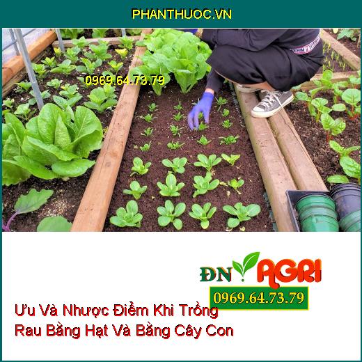 Ưu Và Nhược Điểm Khi Trồng Rau Bằng Hạt Và Bằng Cây Con