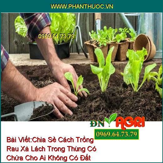 Chia Sẻ Cách Trồng Rau Xà Lách Trong Thùng Có Chứa Cho Ai Không Có Đất Trồng