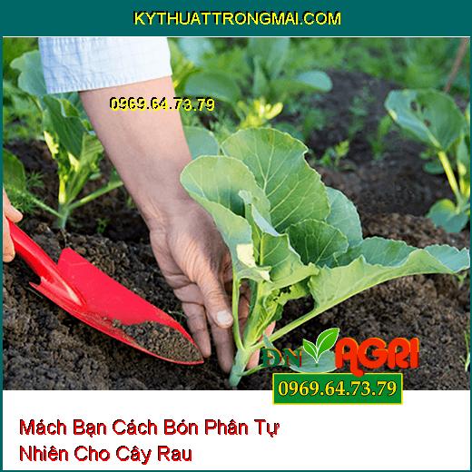 Mách Bạn Cách Bón Phân Tự Nhiên Cho Cây Rau