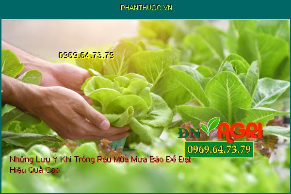 Những Lưu Ý Khi Trồng Rau Mùa Mưa Bão Để Đạt Hiệu Quả Cao