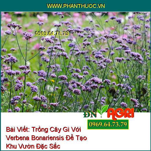 Trồng Cây Gì Với Verbena Bonariensis Để Tạo Khu Vườn Đặc Sắc