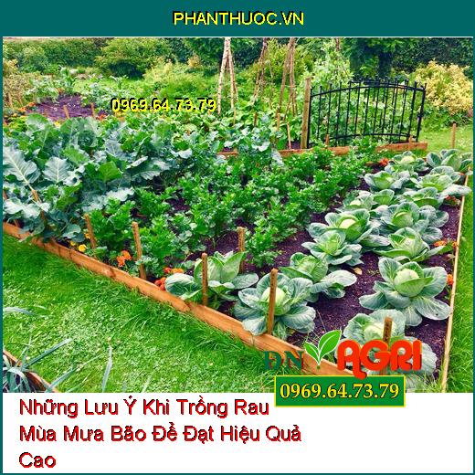 Những Lưu Ý Khi Trồng Rau Mùa Mưa Bão Để Đạt Hiệu Quả Cao