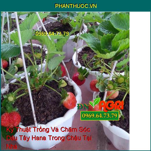 Kỹ Thuật Trồng Và Chăm Sóc Dâu Tây Hana Trong Chậu Tại Nhà