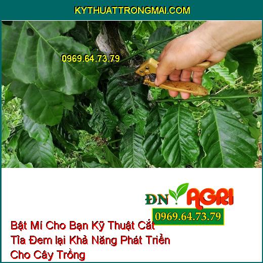 Bật Mí Cho Bạn Kỹ Thuật Cắt Tỉa Đem lại Khả Năng Phát Triển Cho Cây Trồng